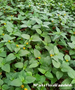 Para cress, Spilanthes oleracea (ผักคราด ; phak khraat