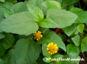 Para cress, Spilanthes oleracea (ผักคราด ; phak khraat