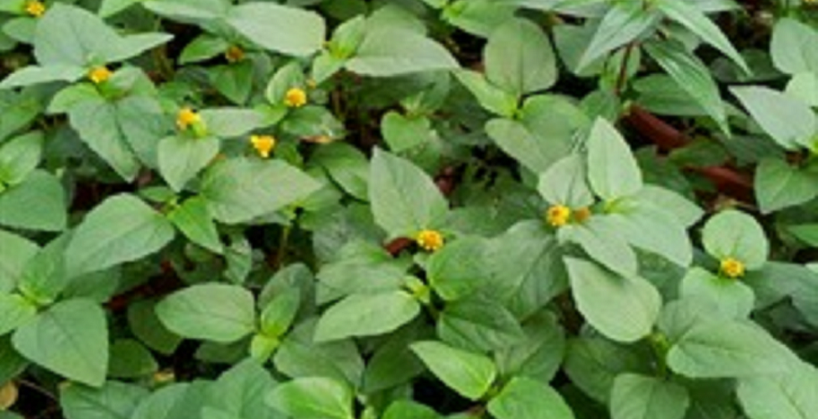 Para cress, Spilanthes oleracea (ผักคราด ; phak khraat